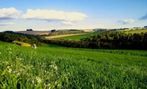 Установление границ земельного участка в натуре (на местности)